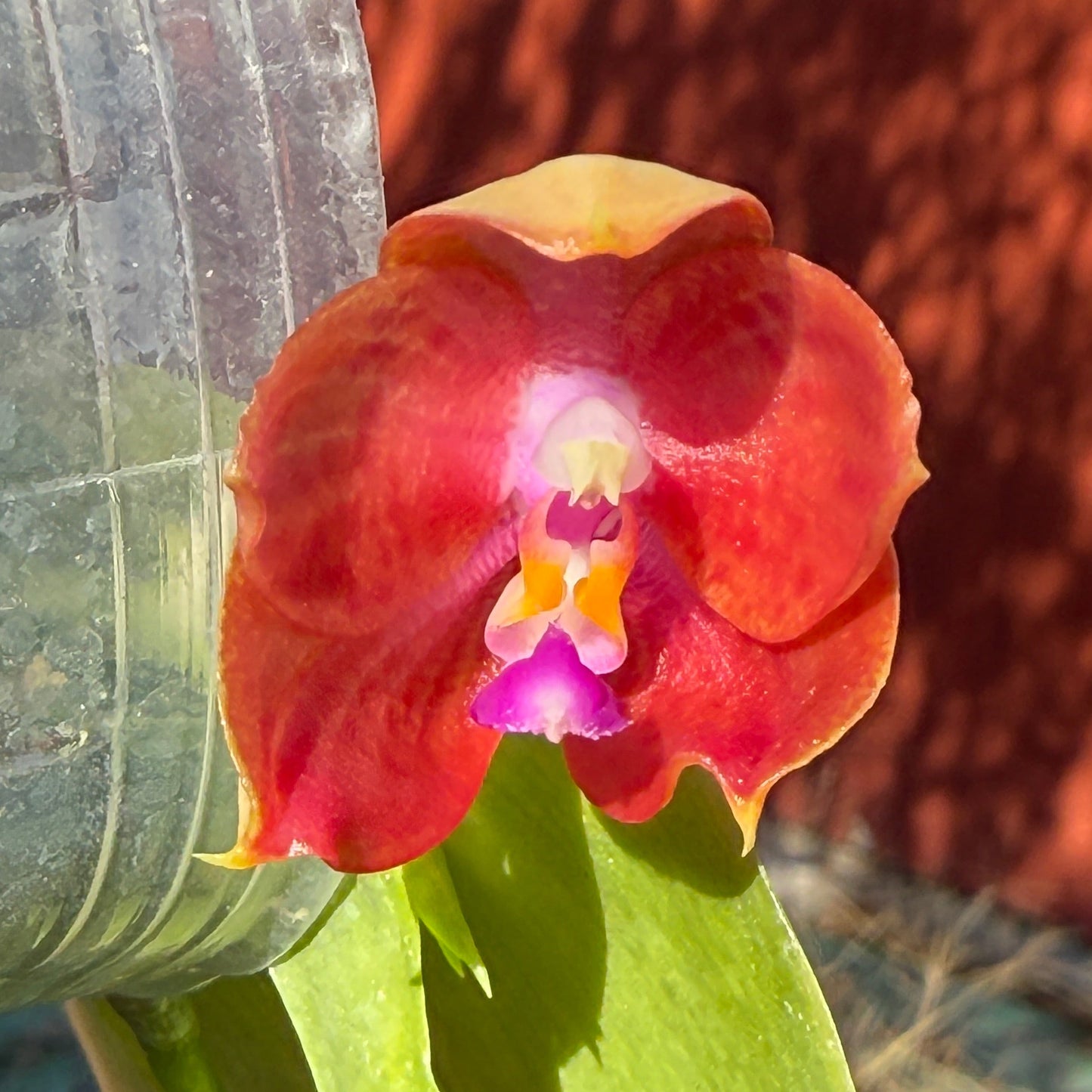 Phalaenopsis (LD Java Canary x LD Flame Tree) Seed grown