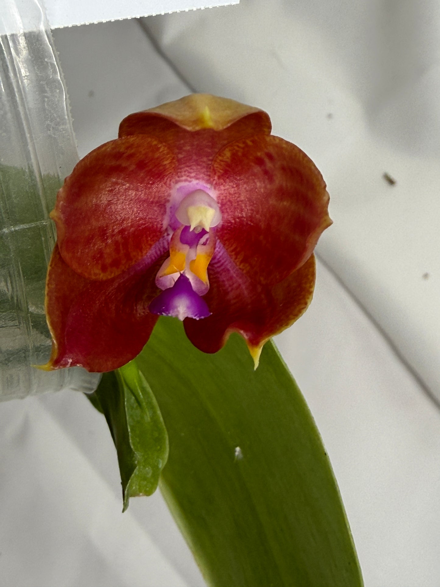 Phalaenopsis (LD Java Canary x LD Flame Tree) 251117 Flowering