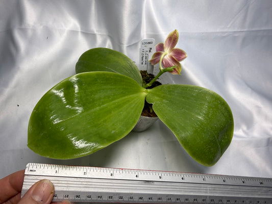 Phalaenopsis (LD Java Canary x LD Flame Tree) 251124 Flowering