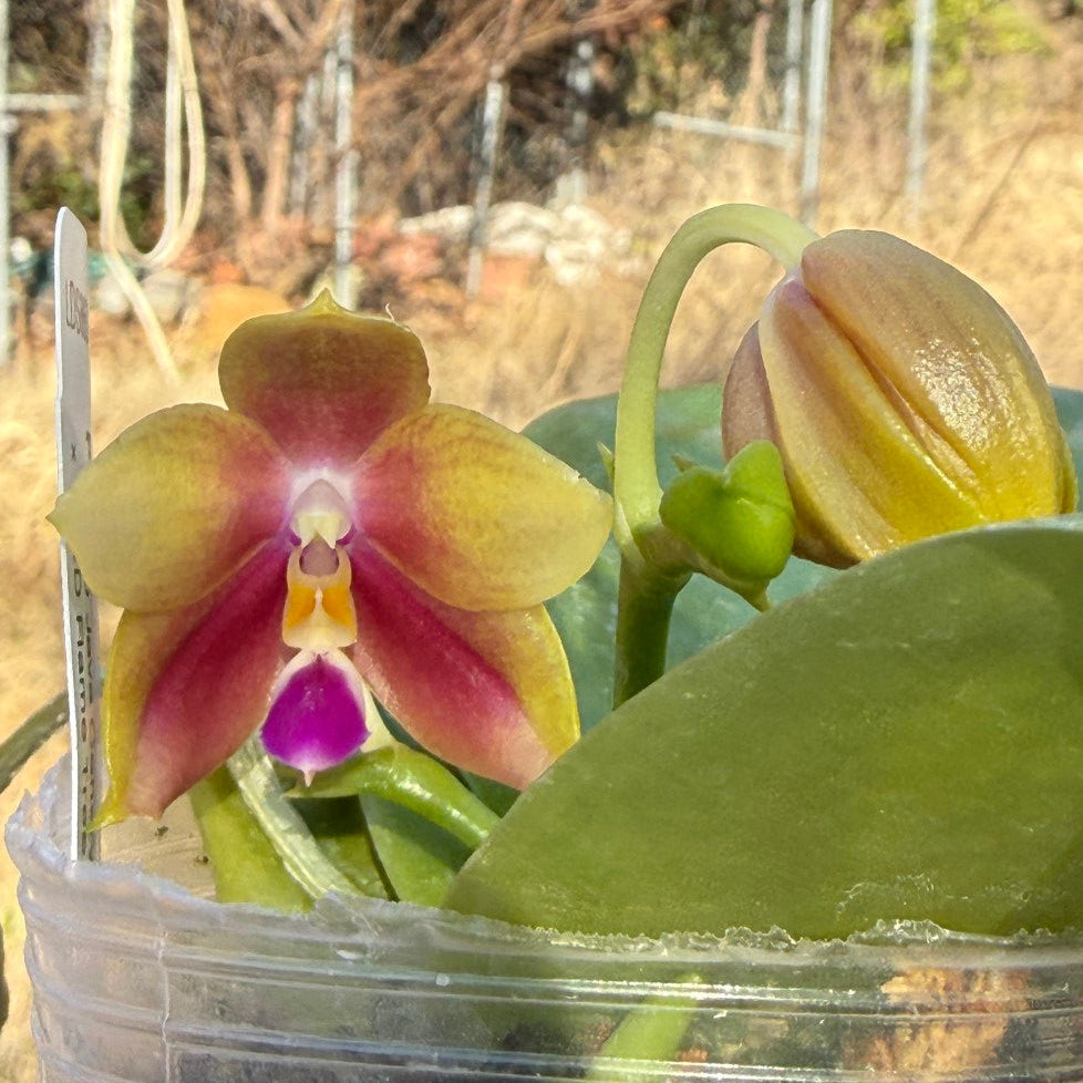Phalaenopsis (LD Java Canary x LD Flame Tree) 260203 Flowering 2 spikes