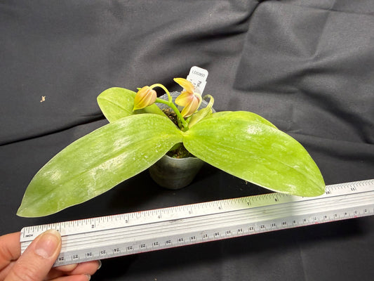 Phalaenopsis (LD Java Canary x LD Flame Tree) 260203 Flowering 2 spikes