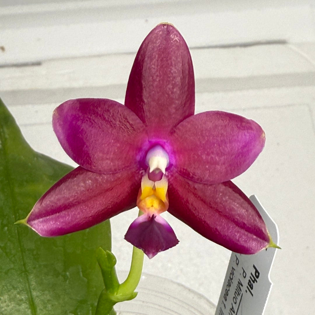 Phalaenopsis (Mituo Ambo X violacea f. Indigo) 250819-A Flowering