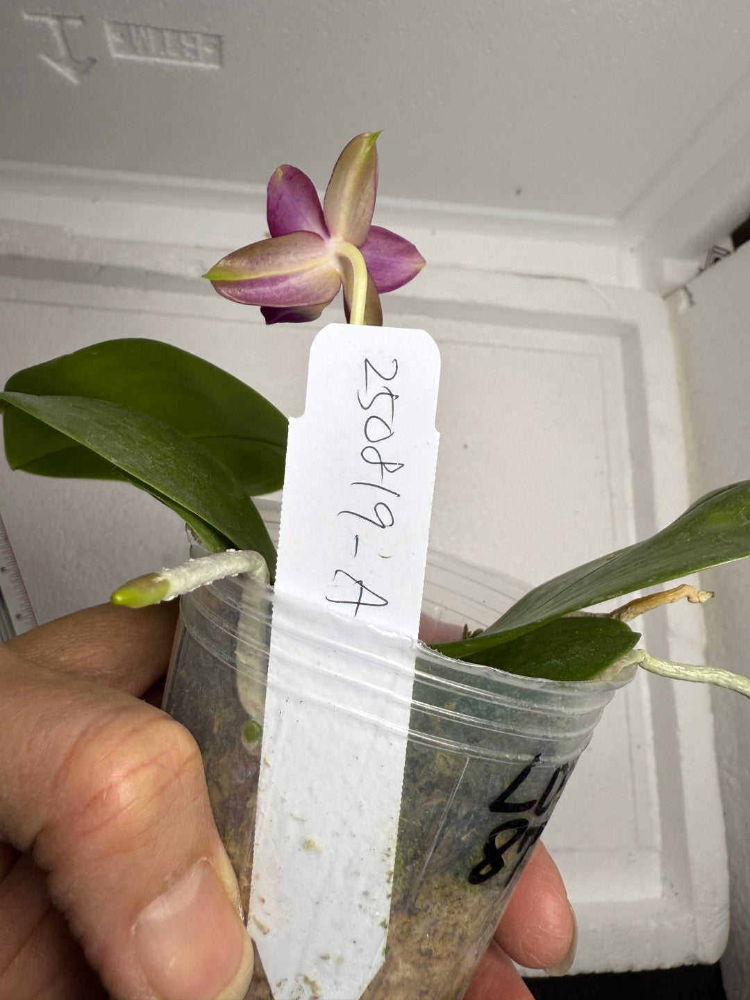 Phalaenopsis (Mituo Ambo X violacea f. Indigo) 250819-A Flowering