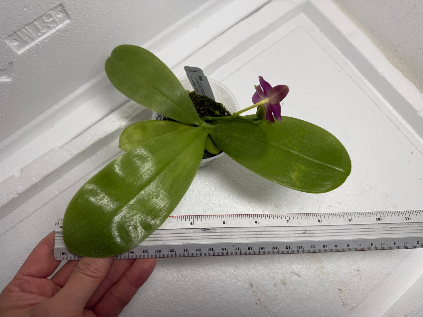 Phalaenopsis (Mituo Ambo X violacea f. Indigo) 250819-B Flowering