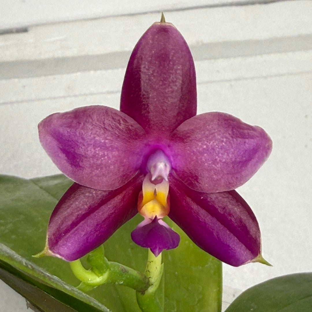 Phalaenopsis (Mituo Ambo X violacea f. Indigo) 250819-B Flowering