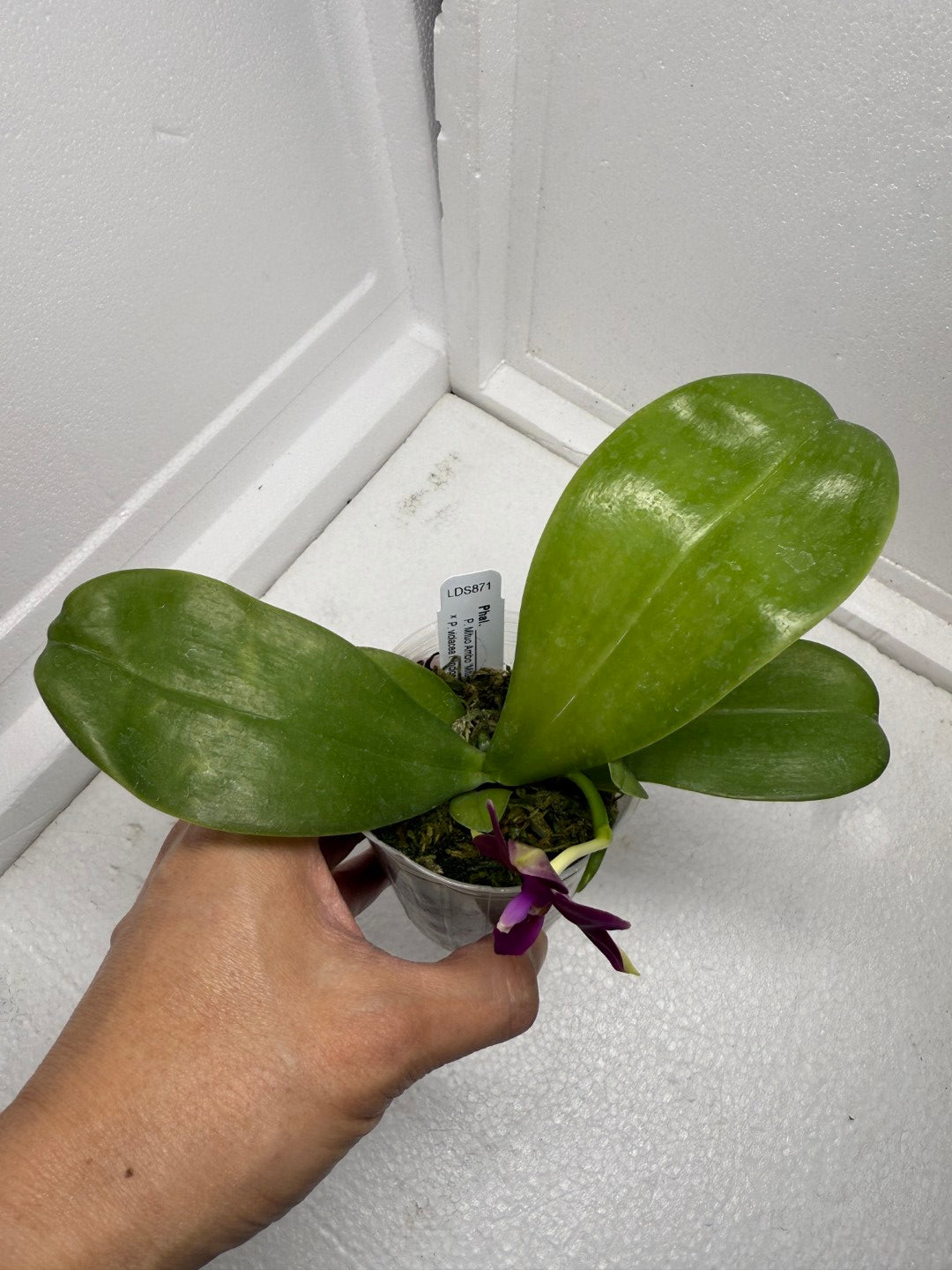 Phalaenopsis (Mituo Ambo X violacea f. Indigo) 250826 Flowering