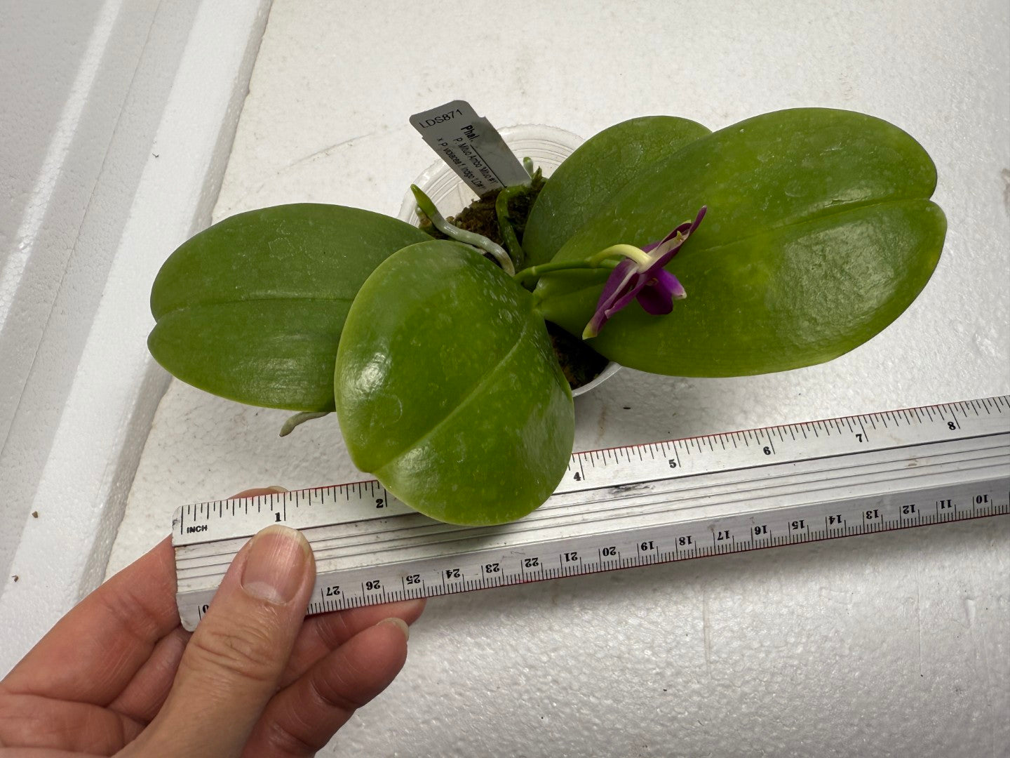Phalaenopsis (Mituo Ambo X violacea f. Indigo) 250905 Flowering