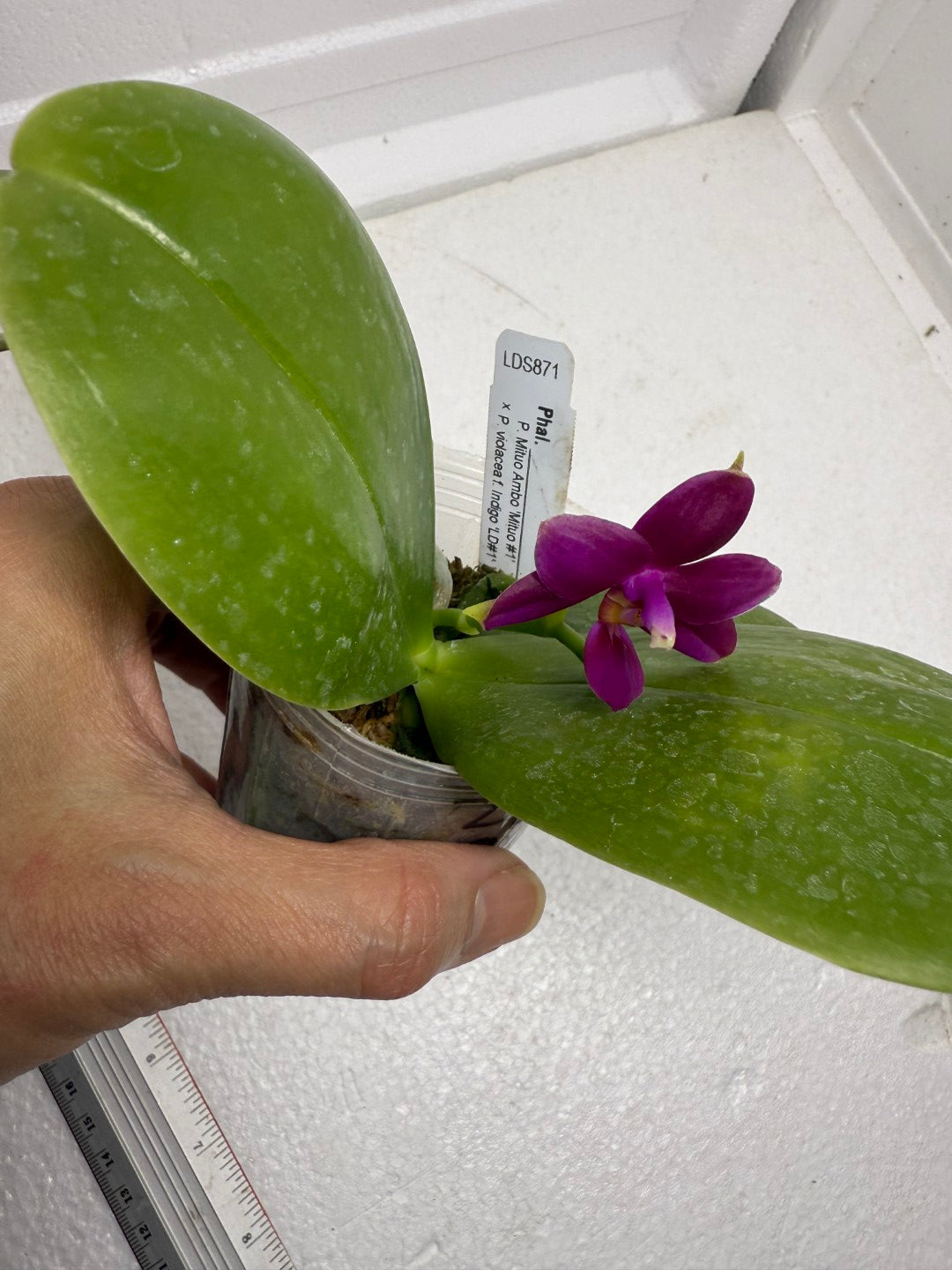 Phalaenopsis (Mituo Ambo X violacea f. Indigo) 250905 Flowering