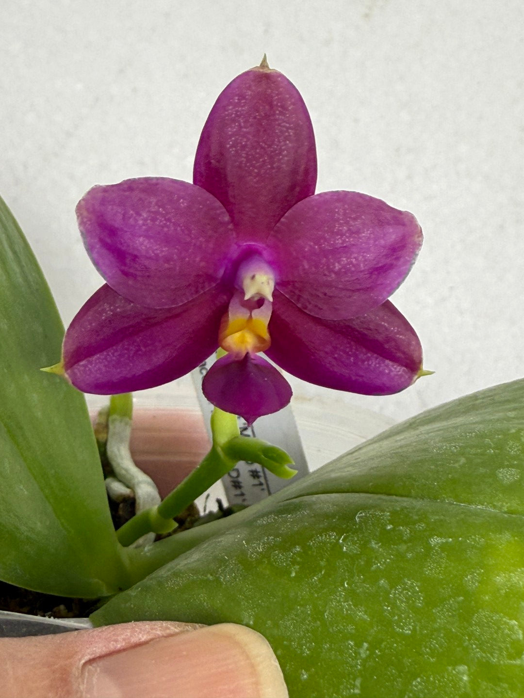 Phalaenopsis (Mituo Ambo X violacea f. Indigo) 250905 Flowering