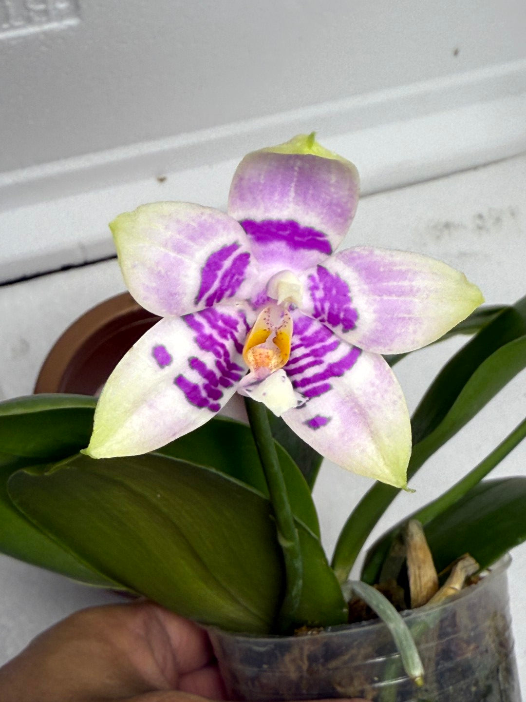 Phalaenopsis (Lioulin Blue Kitty X Meidarland Blue Rouge Bird) 250820 Flowering 2 spikes