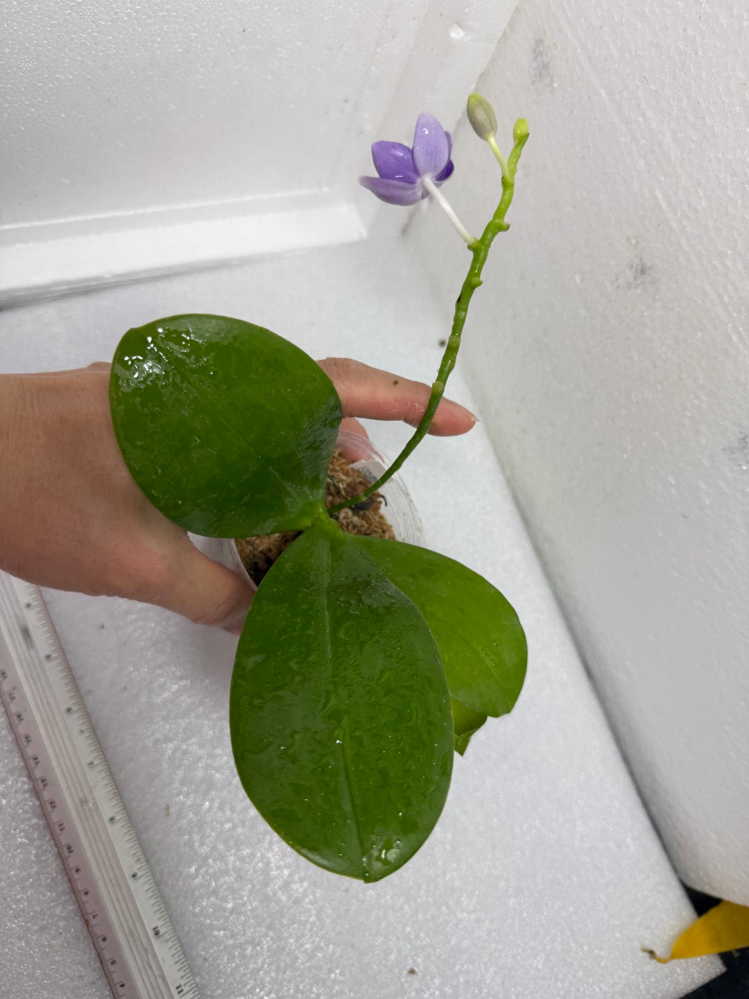 Phalaenopsis Lioulin Blue Star 'F10' Flowering