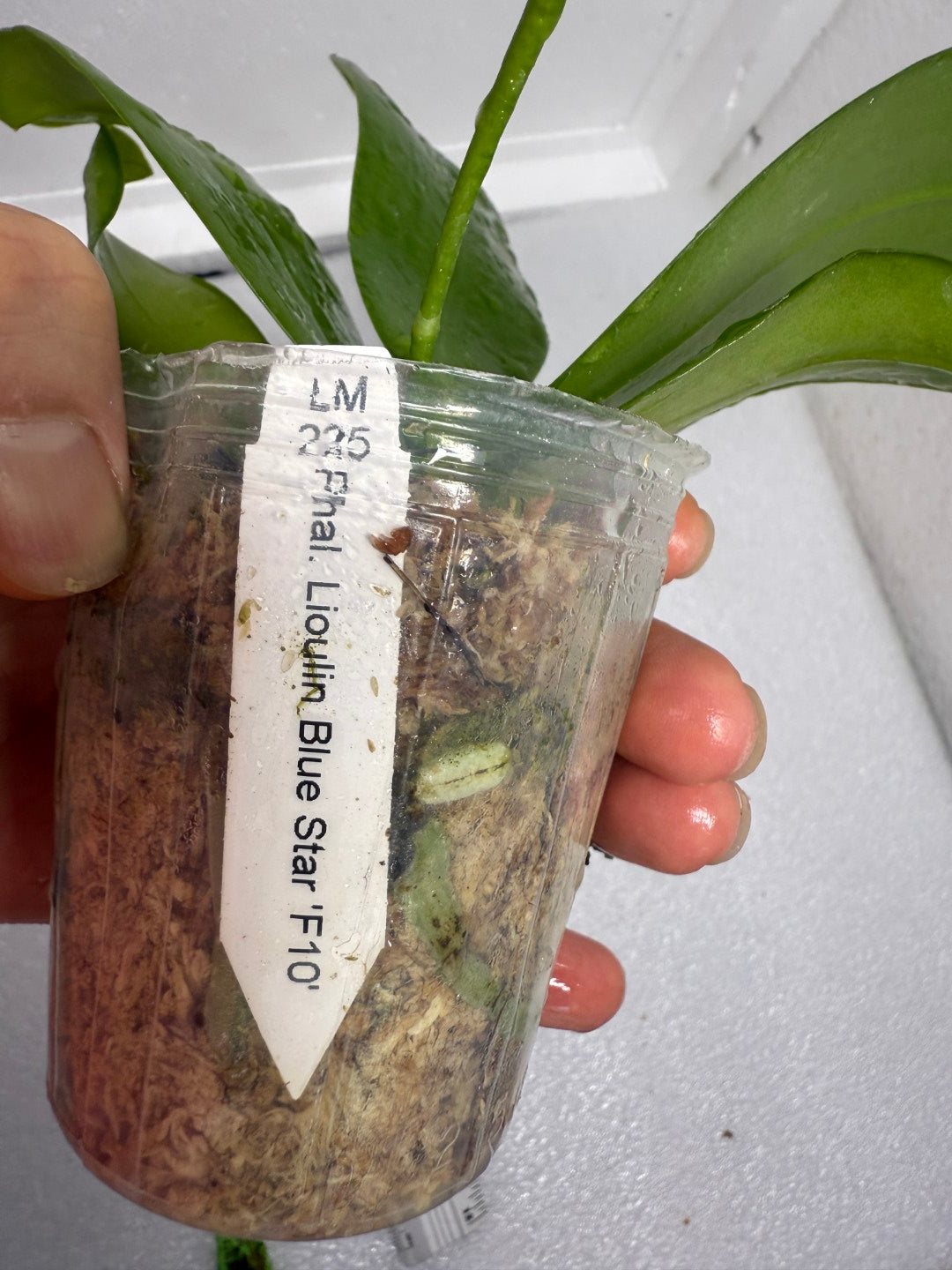 Phalaenopsis Lioulin Blue Star 'F10' Flowering