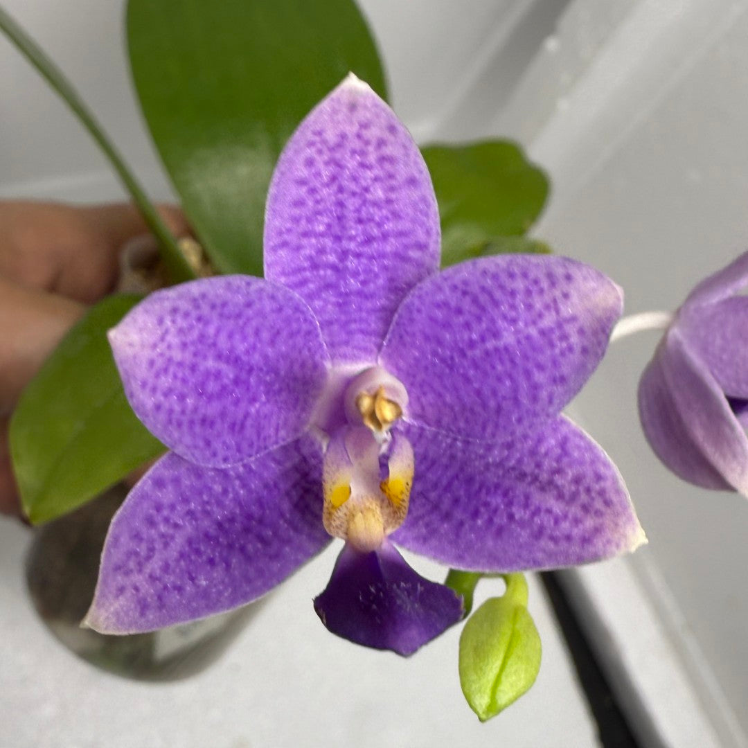 Phalaenopsis Lioulin Blue Star 'F10' 250823 Flowering