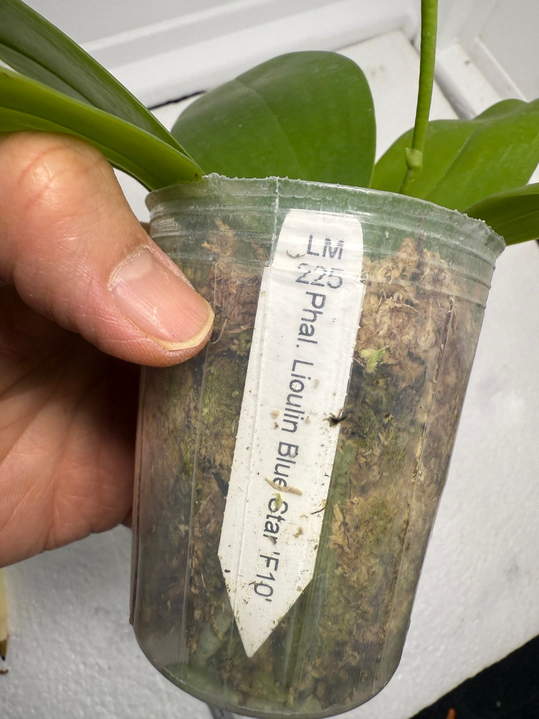 Phalaenopsis Lioulin Blue Star 'F10' 250823 Flowering