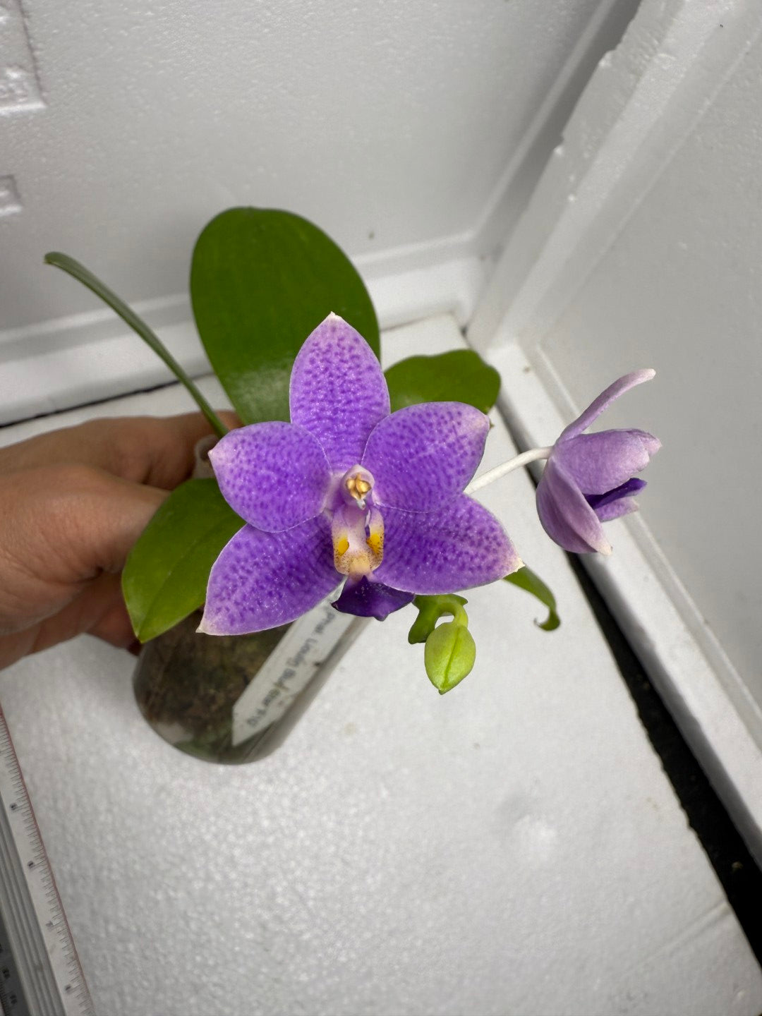 Phalaenopsis Lioulin Blue Star 'F10' 250823 Flowering