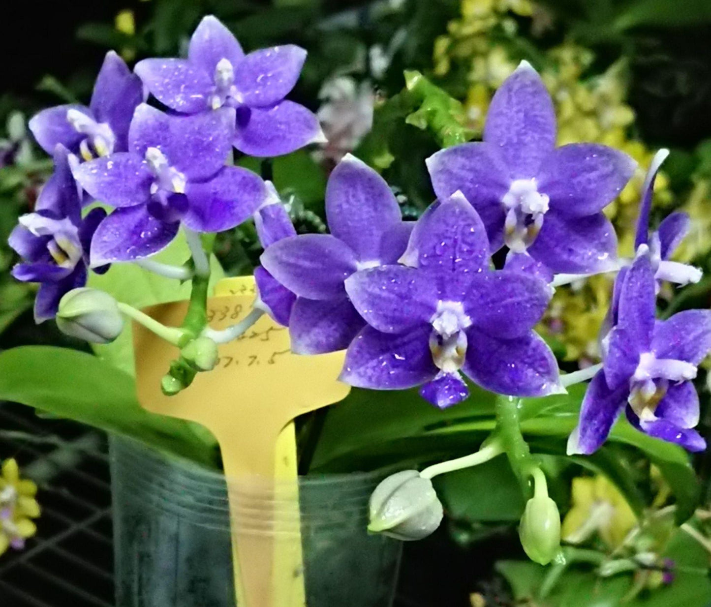 Phalaenopsis Lioulin Blue Star (clone)
