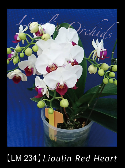 Phalaenopsis Lioulin Red Heart 'LM234'
