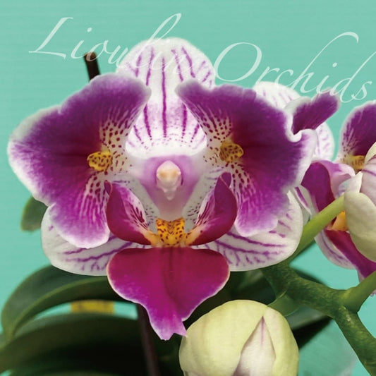 Phalaenopsis Lioulin Mini Dolly 'P4'
