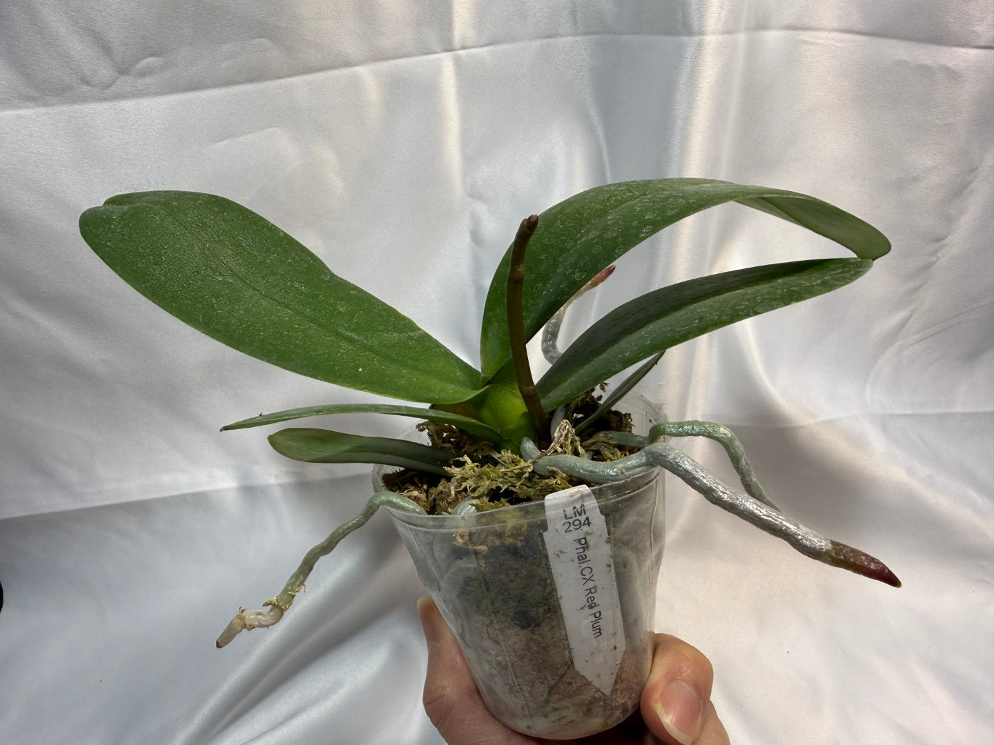 Phalaenopsis CX Red Plum (Clone) 251207 Spiking