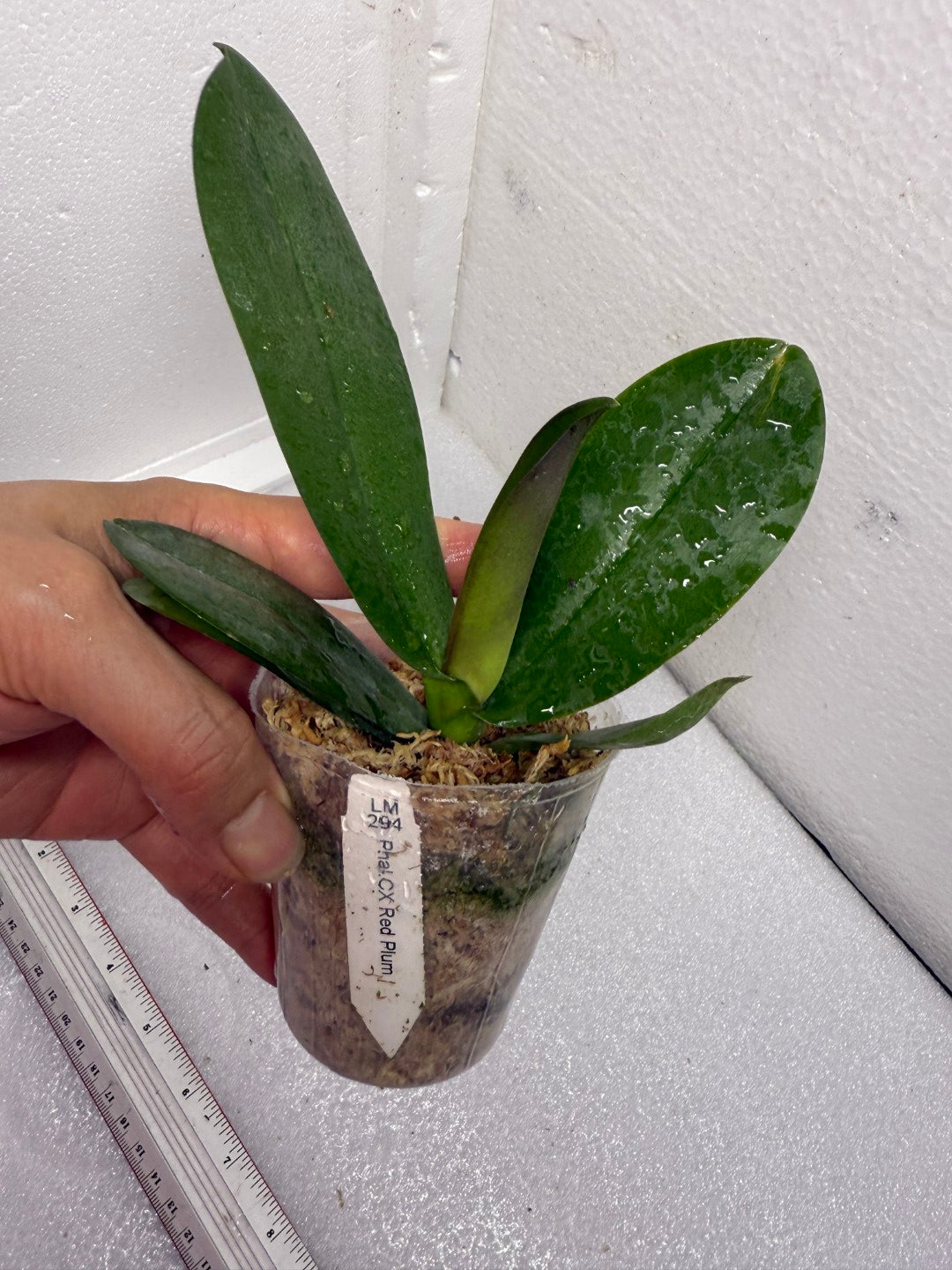 Phalaenopsis CX Red Plum (Clone)
