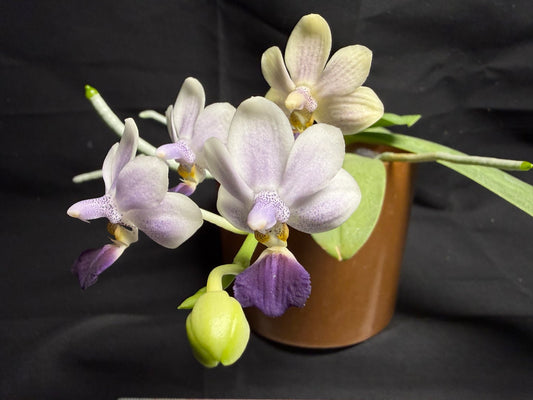 Phalaenopsis Su’s Glad Kid ‘Blue’ 260708-1 Flowering
