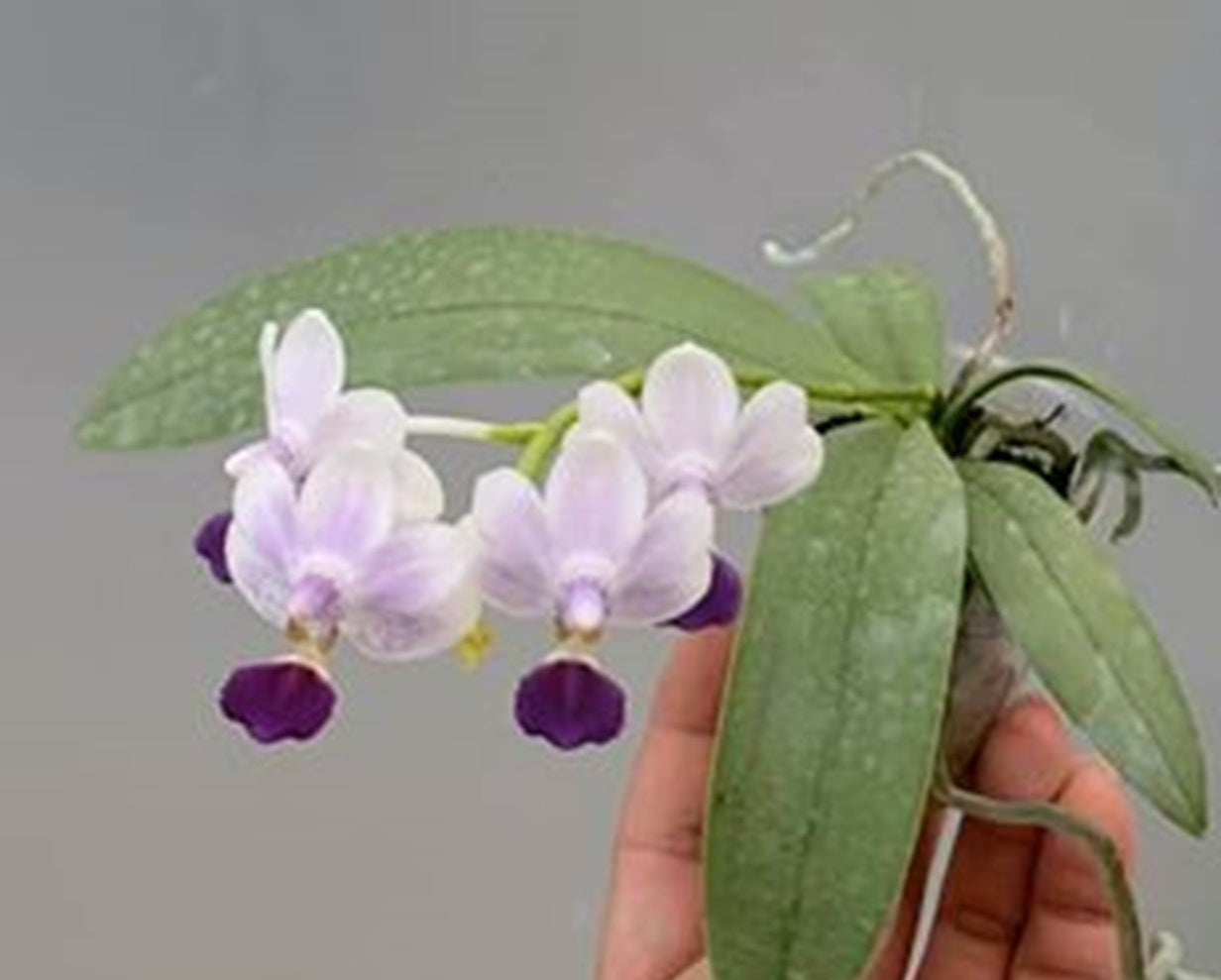 Phalaenopsis Su’s Glad Kid ‘Blue’ (Clone)