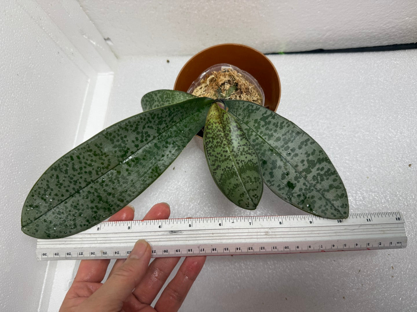 Phalaenopsis schilleriana 'M406' 雪櫻 (clone)