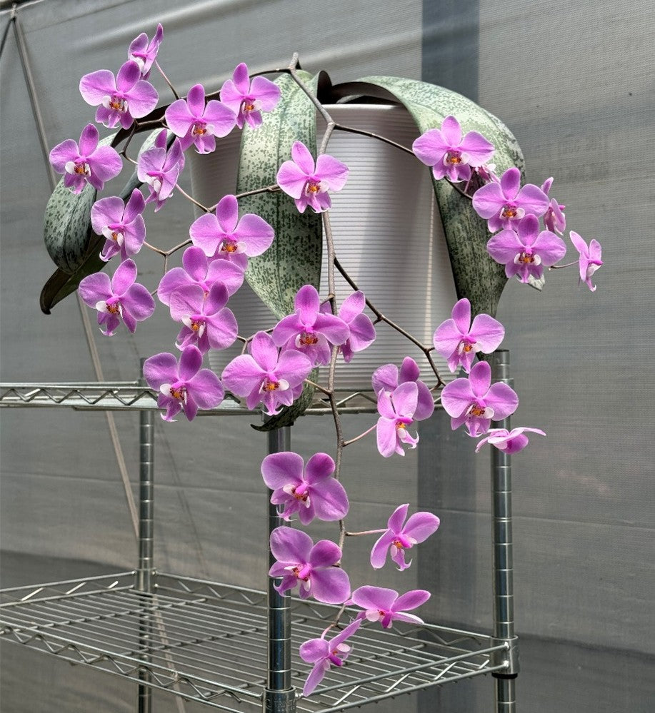 Phalaenopsis schilleriana 'M406' 雪櫻 (clone)