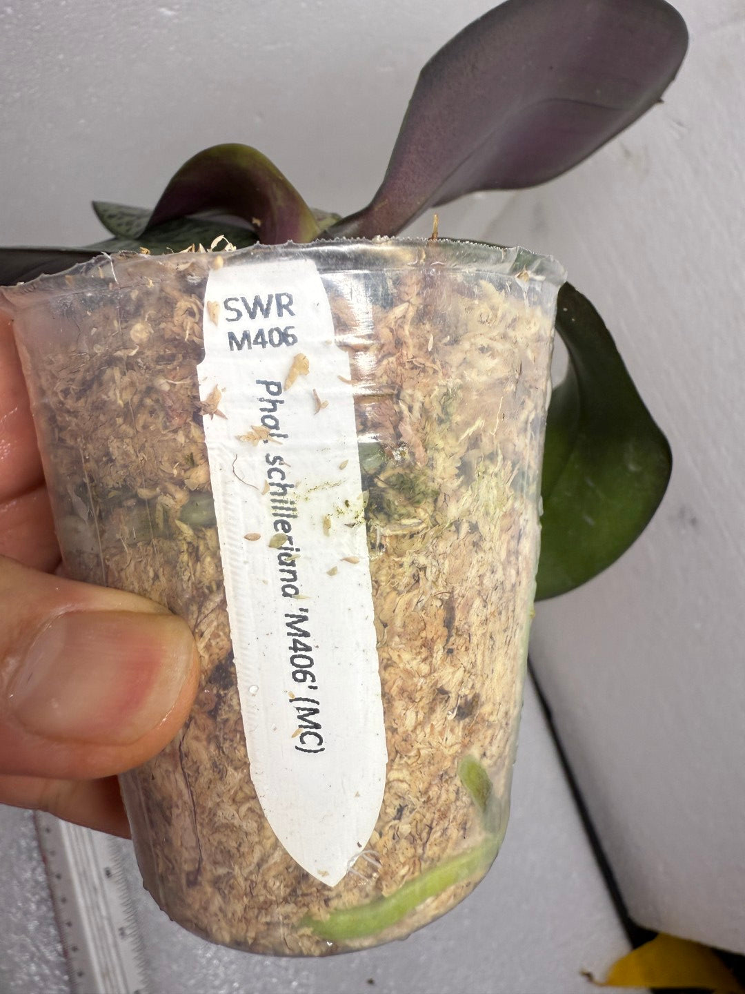 Phalaenopsis schilleriana 'M406' 雪櫻 (clone)
