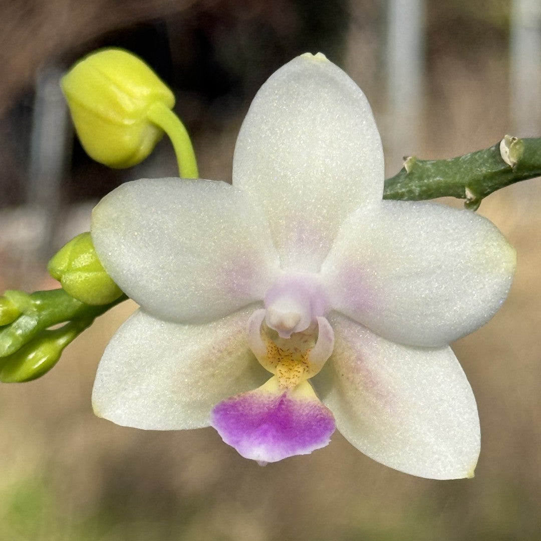 Phalaenopsis SWR Snowflake 'M413'