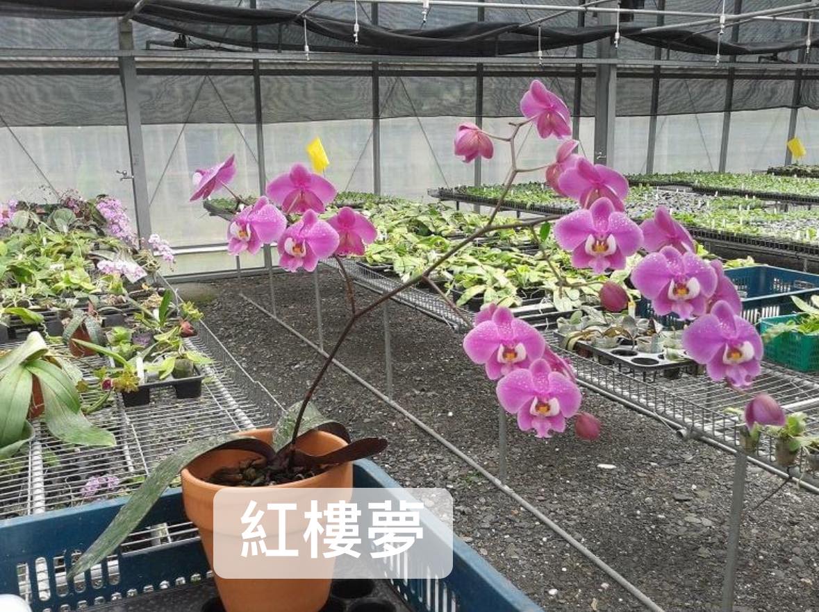 Phalaenopsis schilleriana 'Dark Pink Dream' 紅樓夢 M424 (clone)