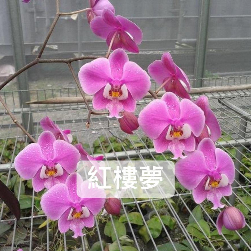 Phalaenopsis schilleriana 'Dark Pink Dream' 紅樓夢 M424 (clone)