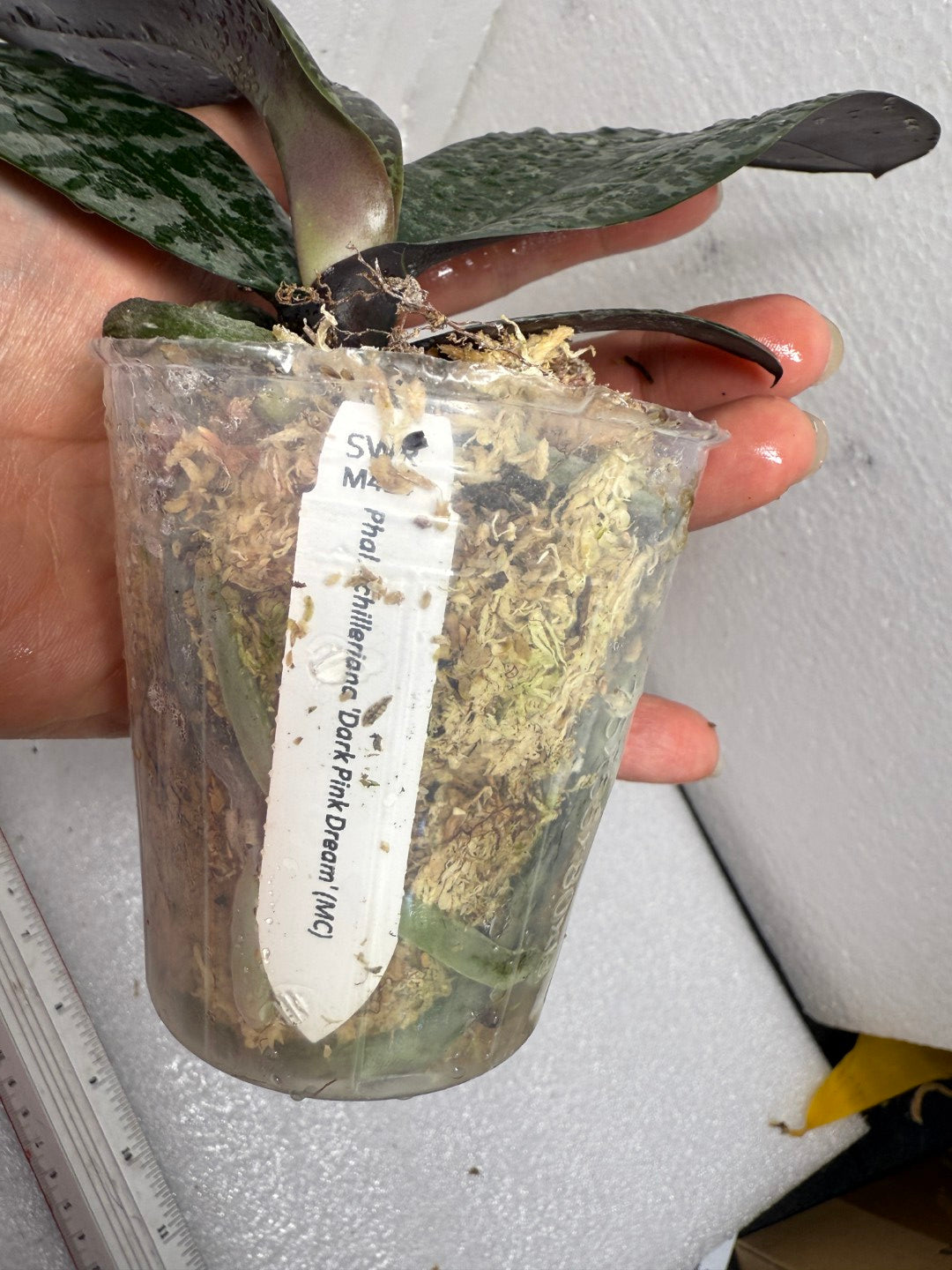 Phalaenopsis schilleriana 'Dark Pink Dream' 紅樓夢 M424 (clone)