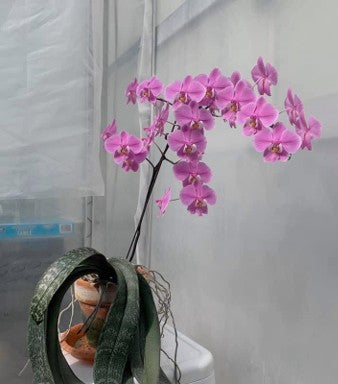 Phalaenopsis schilleriana 'Dark Pink Dream' 紅樓夢 M424 (clone)