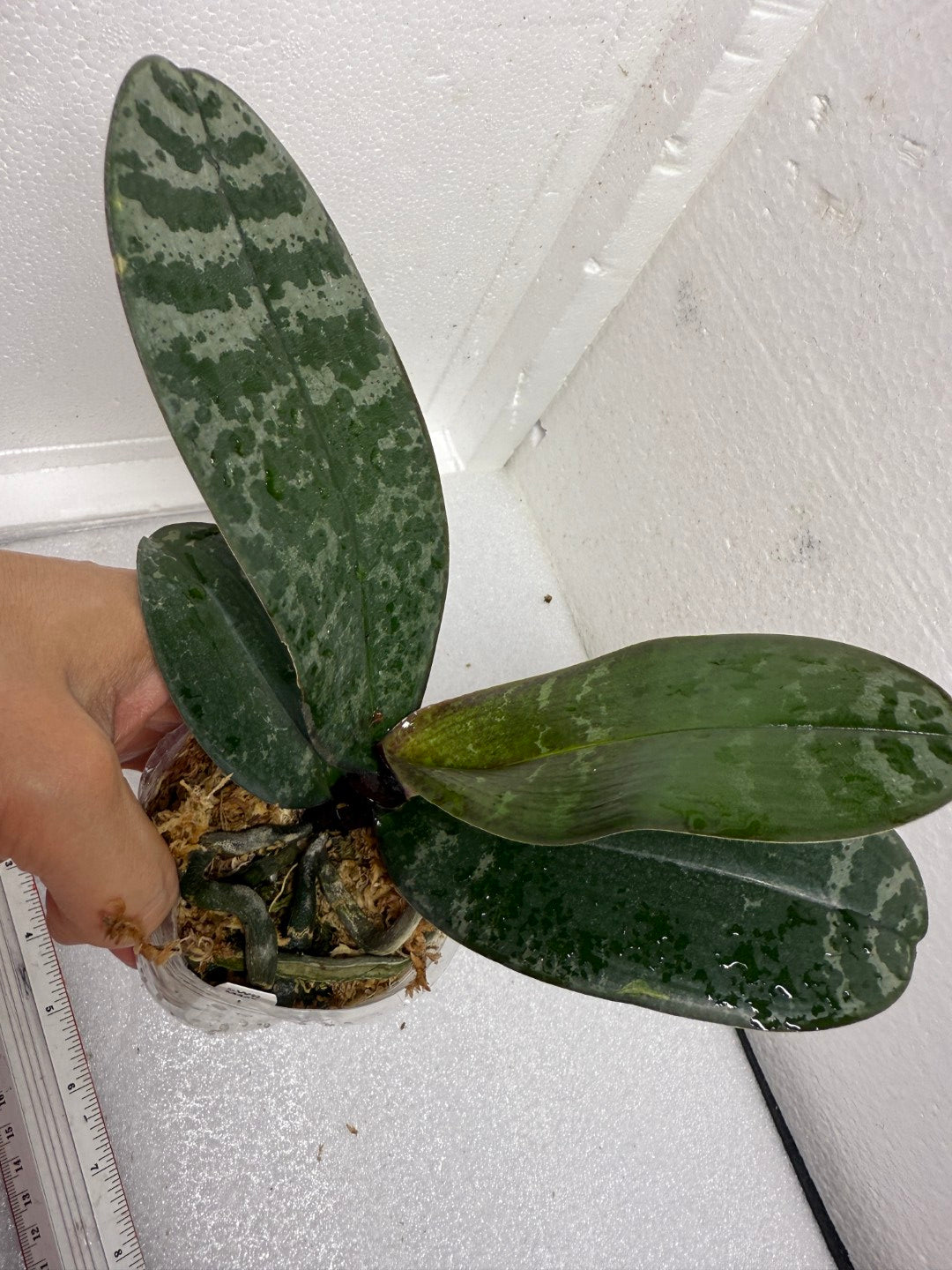 Phalaenopsis philippinensis 'M445' (clone)