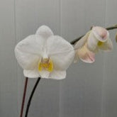 Phalaenopsis philippinensis 'M445' (clone)