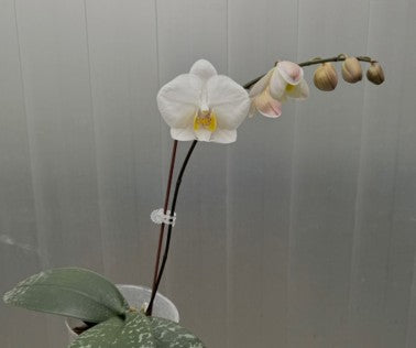 Phalaenopsis philippinensis 'M445' (clone) Spiking