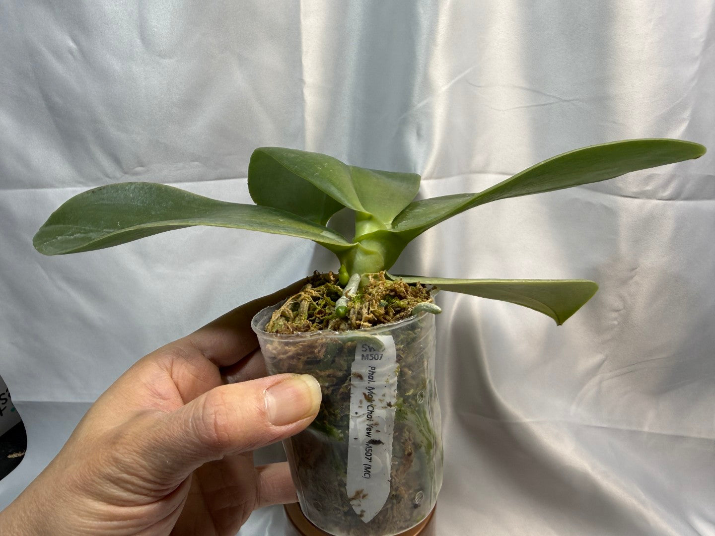 Phalaenopsis Mok Choi Yew 'M507' 251207 Spiking