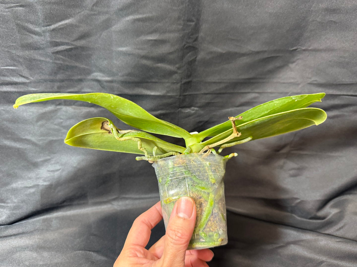 Phalaenopsis Mok Choi Yew 'M507' 261029