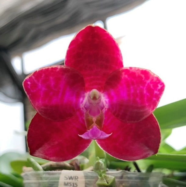 Phalaenopsis SWR Gigan Cherry 'M515'