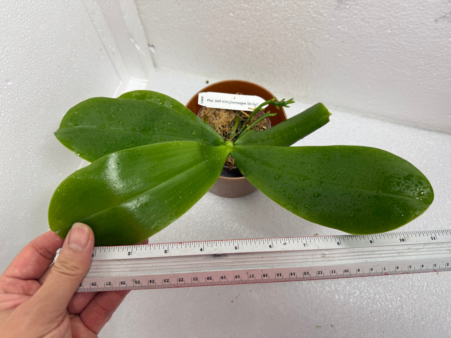 Phalaenopsis SWR Wild Champagne 'Do Sun' (clone)
