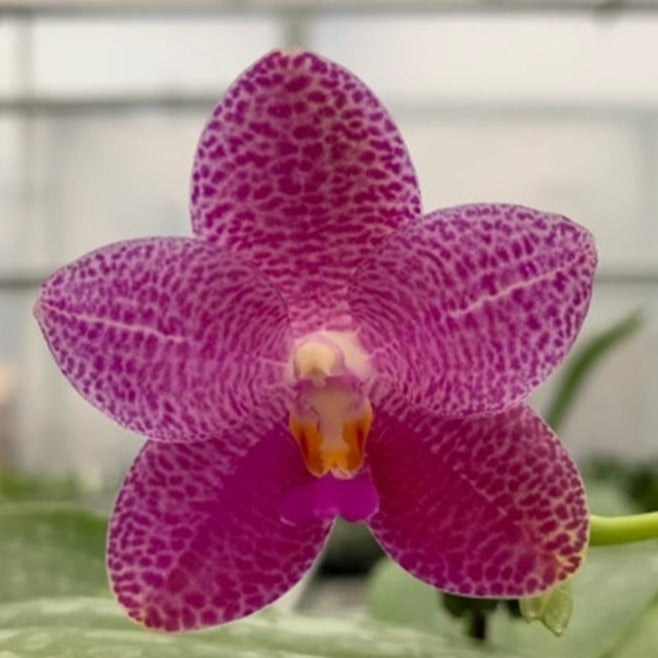 Phalaenopsis Mok Choi Yew 'M651'