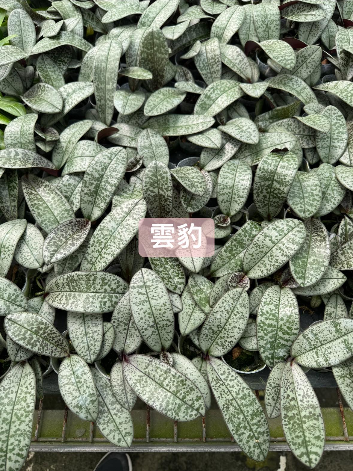 Phalaenopsis schilleriana 'Clouded Leopard' 雲豹 (clone)