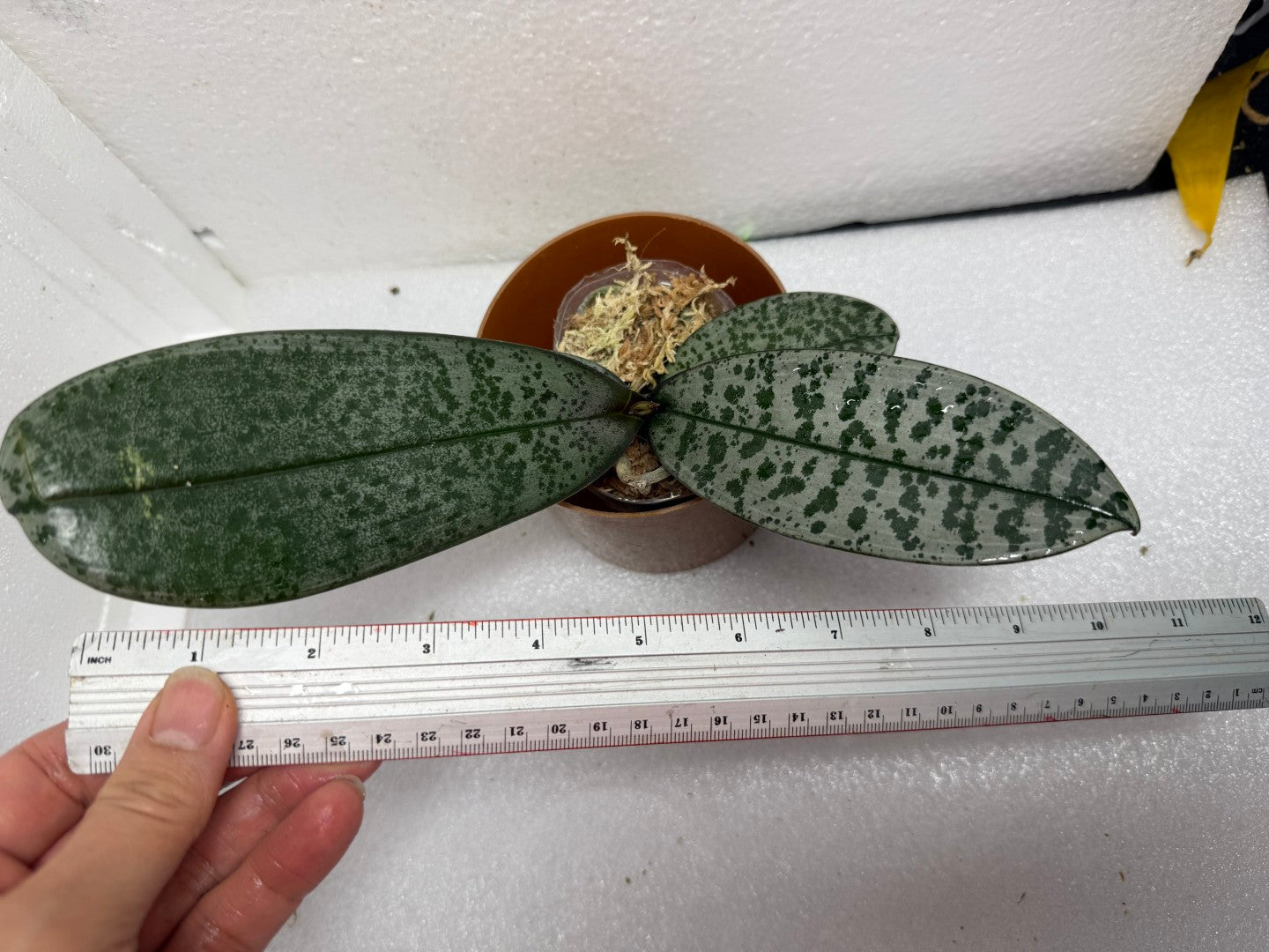Phalaenopsis schilleriana 'Clouded Leopard' 雲豹 (clone)