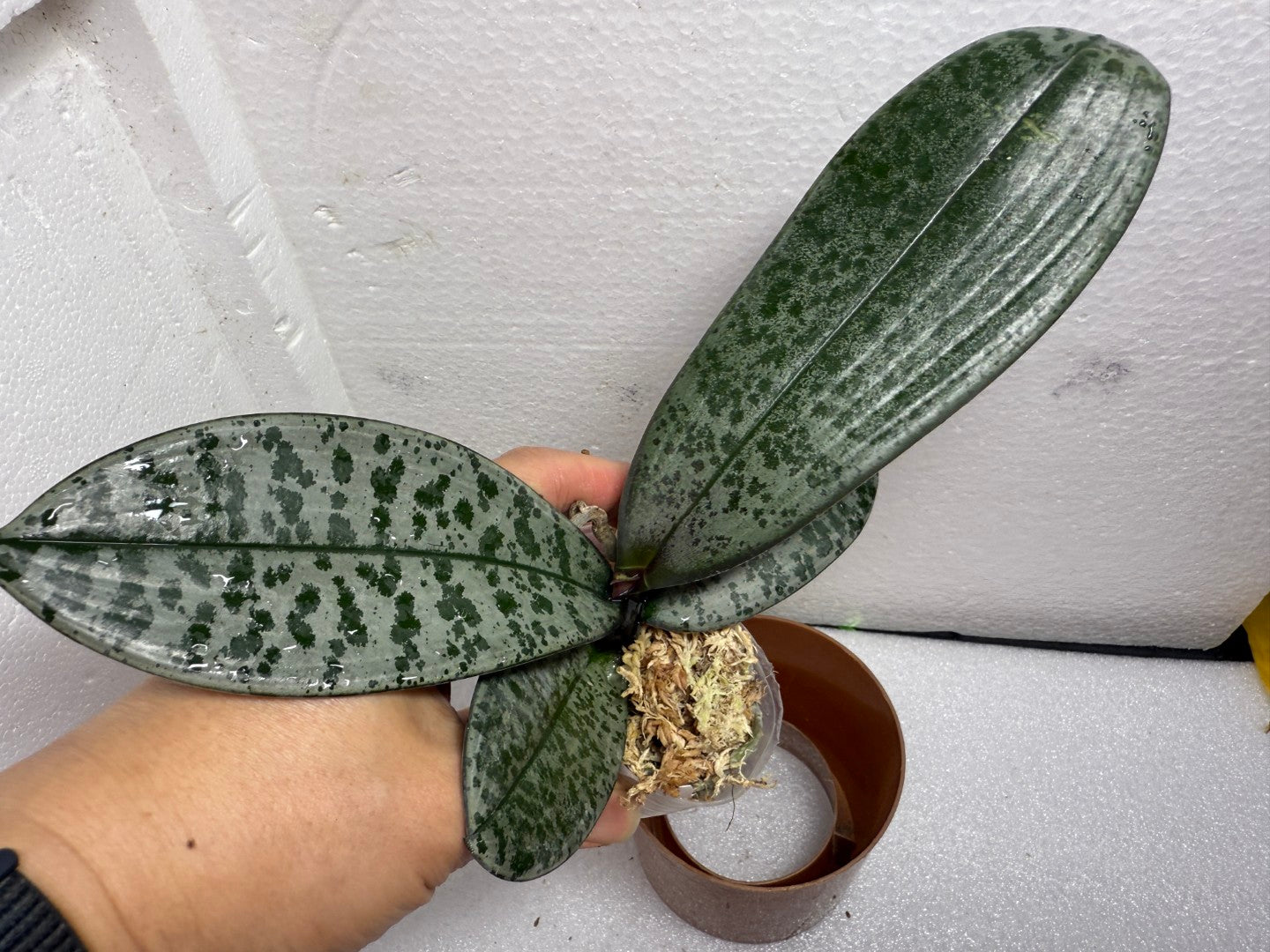 Phalaenopsis schilleriana 'Clouded Leopard' 雲豹 (clone)