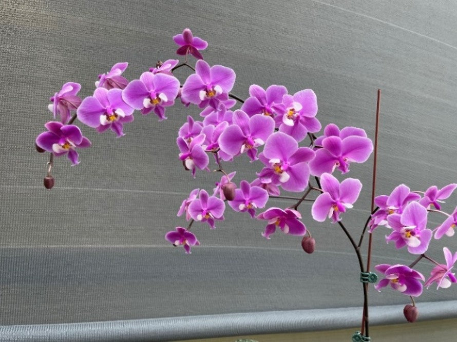 Phalaenopsis schilleriana 'Clouded Leopard' 雲豹 (clone)