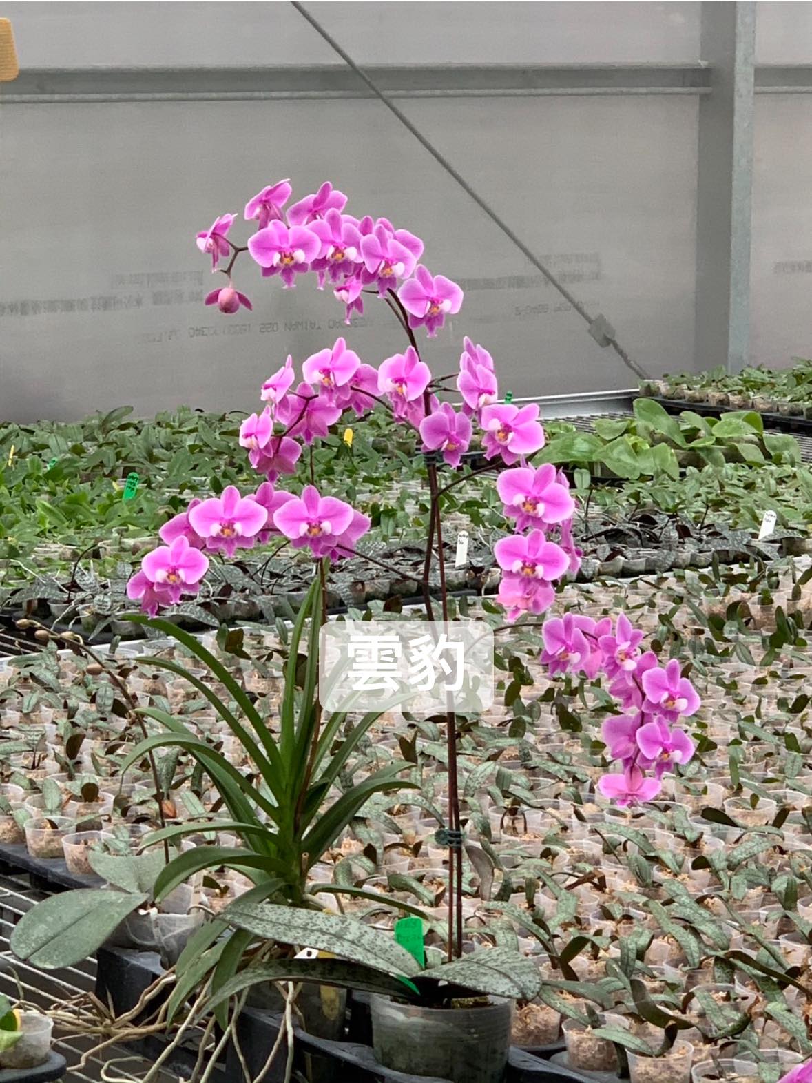 Phalaenopsis schilleriana 'Clouded Leopard' 雲豹 (clone)