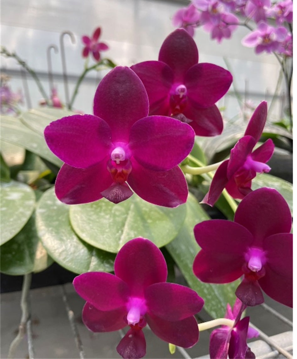 Phalaenopsis SWR Viola 'M908'