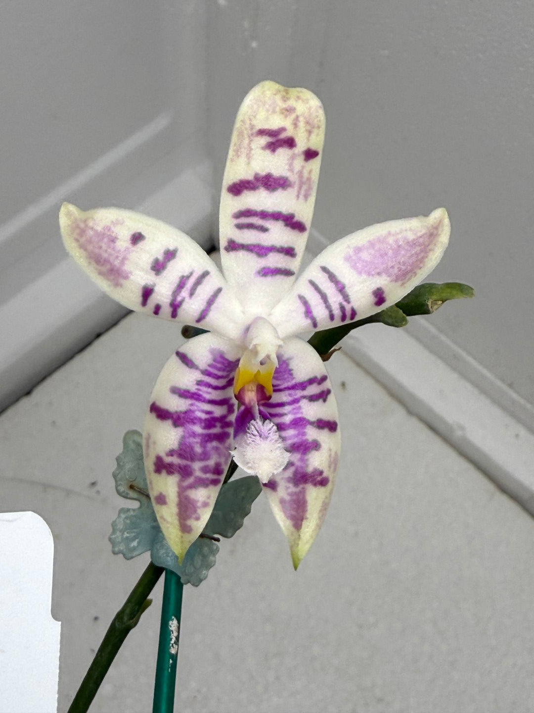 Phalaenopsis SWR Wild Champagne 'Cheers' 250901