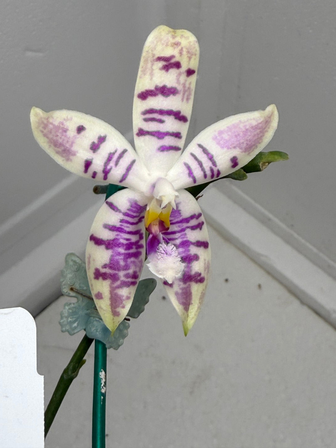 Phalaenopsis SWR Wild Champagne 'Cheers' 250901